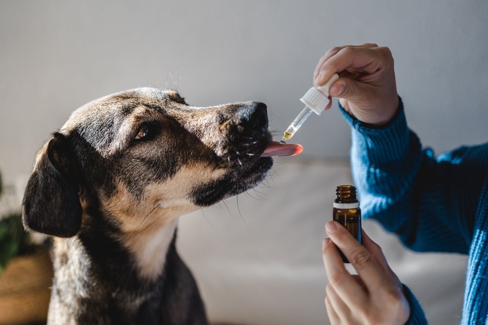 Pet dog taking cbd hemp oil from a syringe that the owner is holding in front of him.
