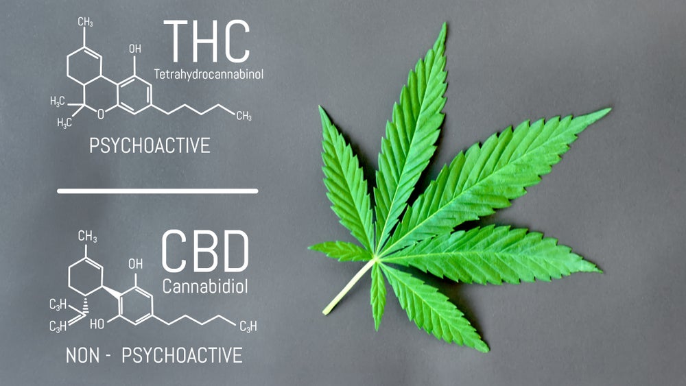 THC is a psychoactive cannabinoid while CBD is a non-psychoactive one.